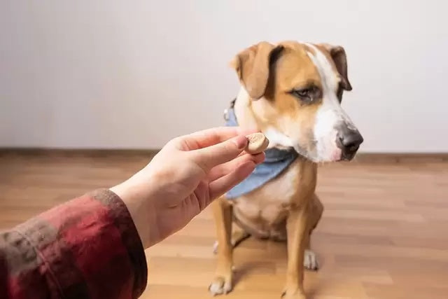 5 Lý Do Khiến Chú Chó Của Bạn Bỏ Ăn