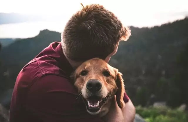 6 Điều Tuyệt Vời Mà Những Chú Chó Mang Đến Cho Cuộc Sống Của Bạn