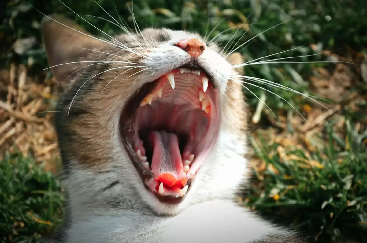 Cách giữ cho răng thú cưng luôn sạch và khỏe mạnh