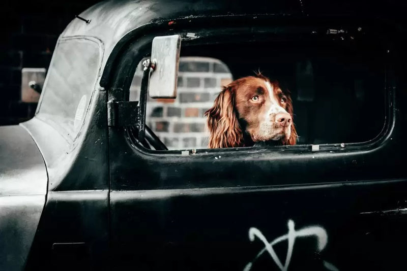Canine Car Anxiety: Causes and How to Help Your Dog Overcome It