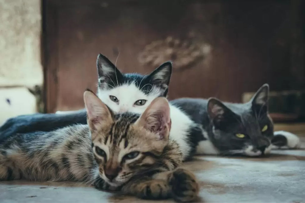Bệnh Nấm Da Ở Thú Cưng: Dấu Hiệu Và Cách Điều Trị
