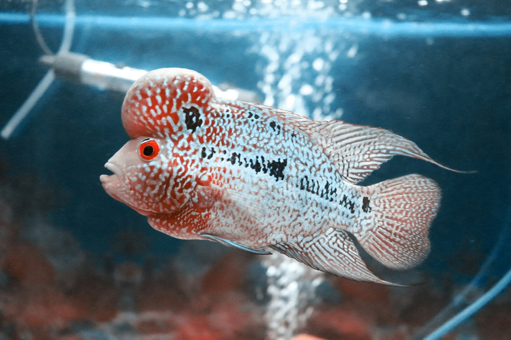 5 Loài Cá Người Mới Nuôi Nên Tránh