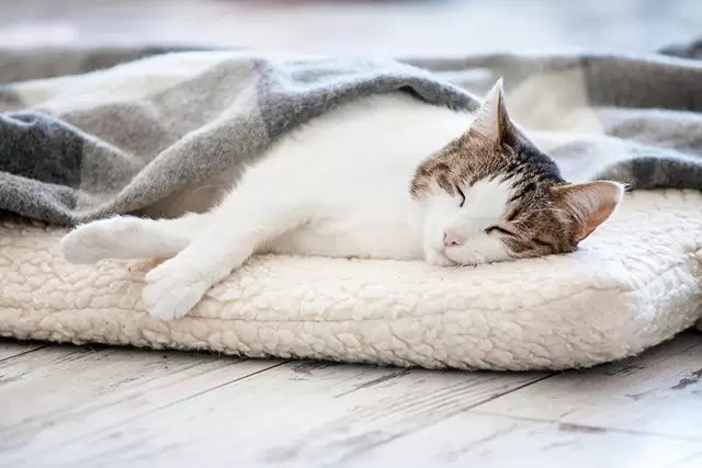 Cảm Lạnh Ở Mèo: Những Triệu Chứng Bạn Cần Lưu Ý