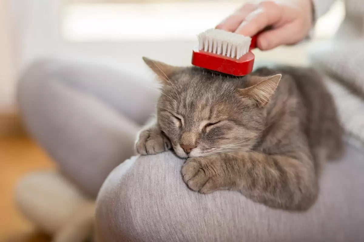 Cách chọn dịch vụ grooming phù hợp cho thú cưng của bạn