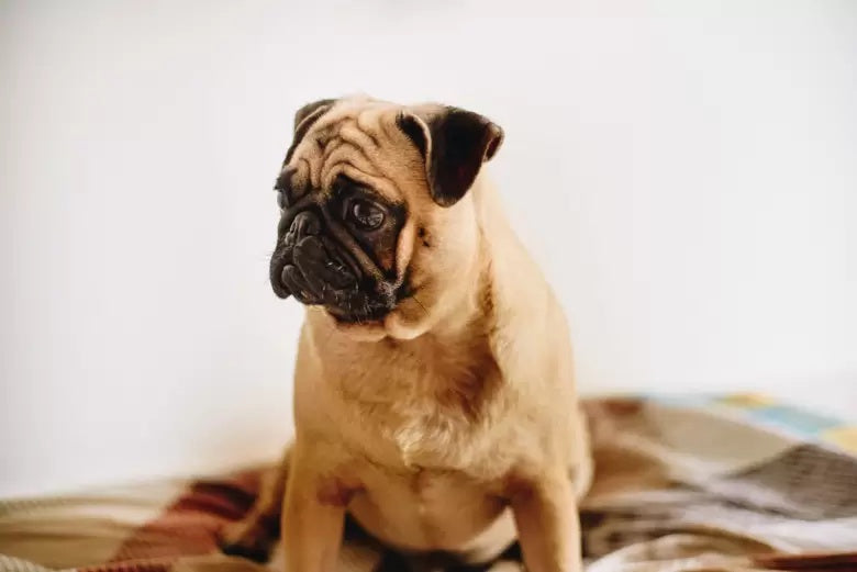 Chó Cưng Bị Stress: 6 Dấu Hiệu Cảnh Báo Bạn Cần Lưu Ý
