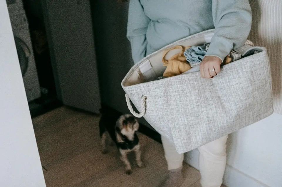 Làm thế nào để duy trì thói quen sinh hoạt ổn định cho thú cưng của bạn