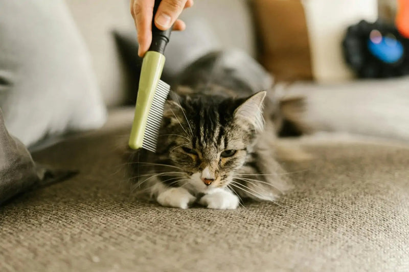 Mẹo grooming cho mọi giống thú cưng