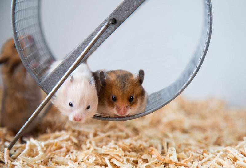 4 Điều Bạn Cần Biết Trước Khi Bắt Đầu Nuôi Hamster