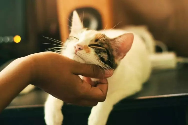 Hướng Dẫn Cách Làm Bạn Với Một Chú Mèo
