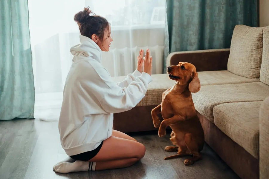 Làm sao để tránh lạm dụng đồ ăn thưởng và ngăn ngừa tăng cân cho thú cưng
