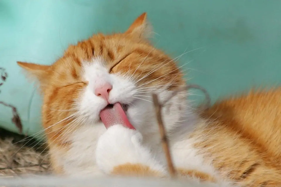 Mèo Có Thật Sự Cần Vệ Sinh Tai Định Kỳ Không? Cùng Tìm Hiểu Nhé!