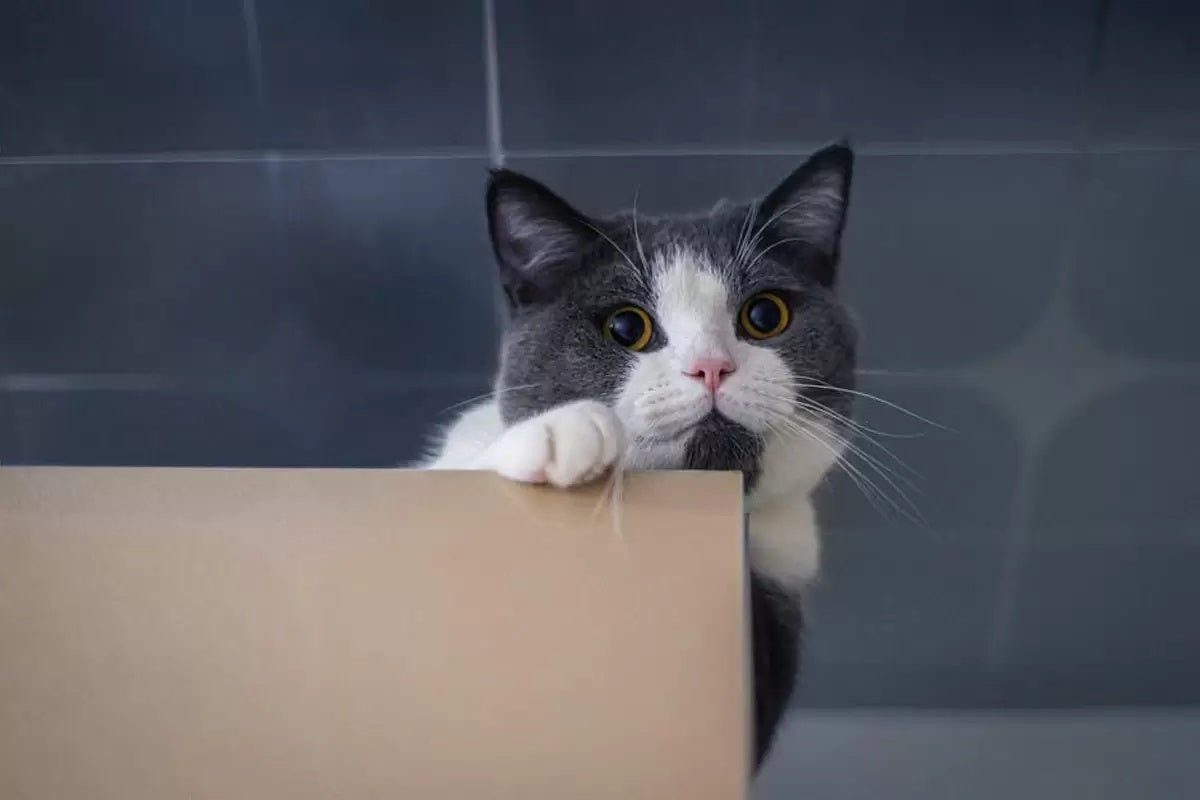 Tại Sao Mèo Mê Hộp Giấy Đến Vậy?