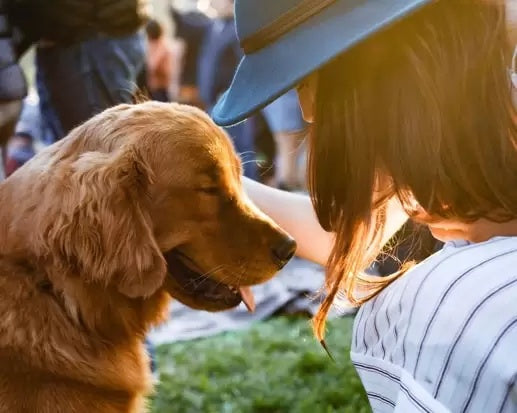 Ngôn Ngữ Dành Cho Chó (Dog-Speak): Ý Nghĩa Và Những Lợi Ích Tuyệt Vời