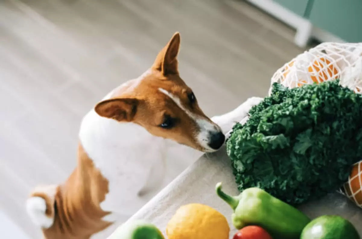 Thú cưng của tôi nên ăn bao nhiêu rau là đủ?