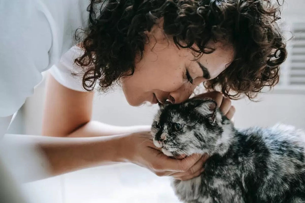 8 mẹo chăm sóc tốt nhất cho thú cưng lớn tuổi