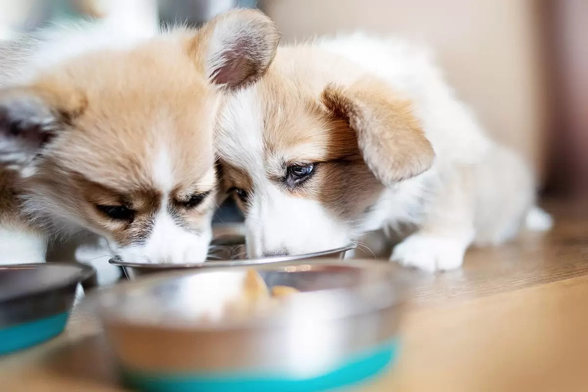 Cho Chó Ăn Xương Mềm Có An Toàn Không?