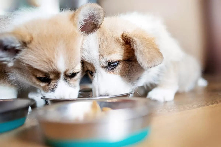Cho Chó Ăn Xương Mềm Có An Toàn Không?